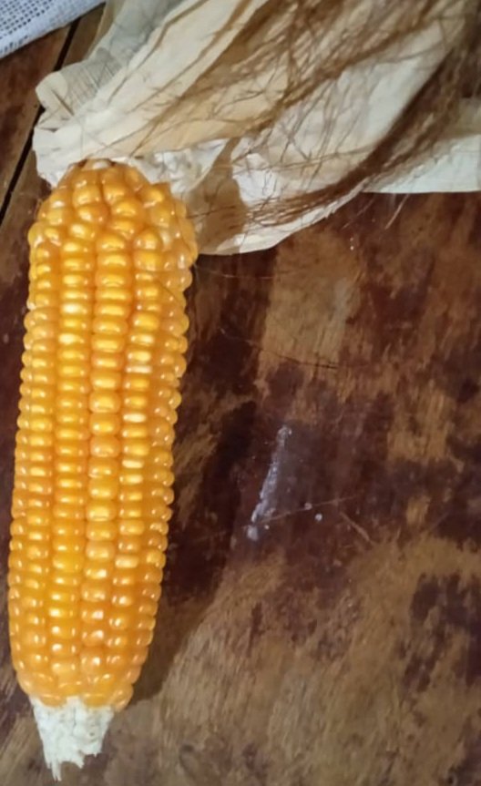 Orange maize, enriched with vitamin A, that will help improve nutrition at household level. Micro nutrient defienciency is a major problem in Uganda. DM us for seeds as the planting season gets underway. #fightmulnutrition#hiddenhunger#healthylives