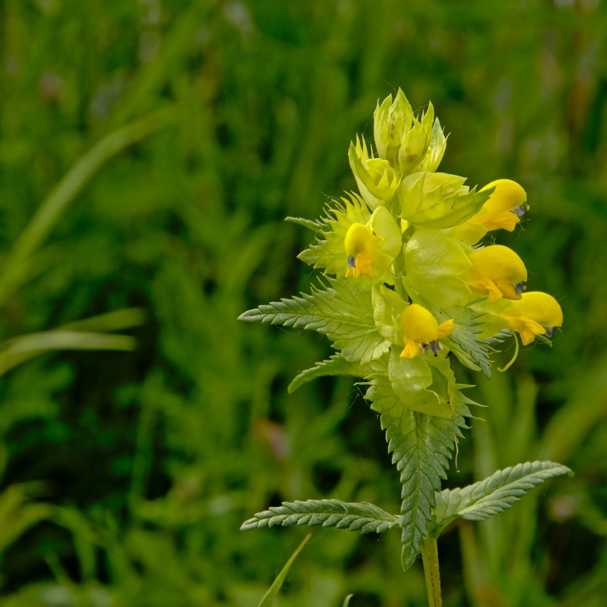 What's all the hype about Yellow Rattle? 
Let me tell you about this magical little plant, the key ingredient to a species-rich meadow 🪄 🌸

connectingtonature.ie/blogs/news/wha…