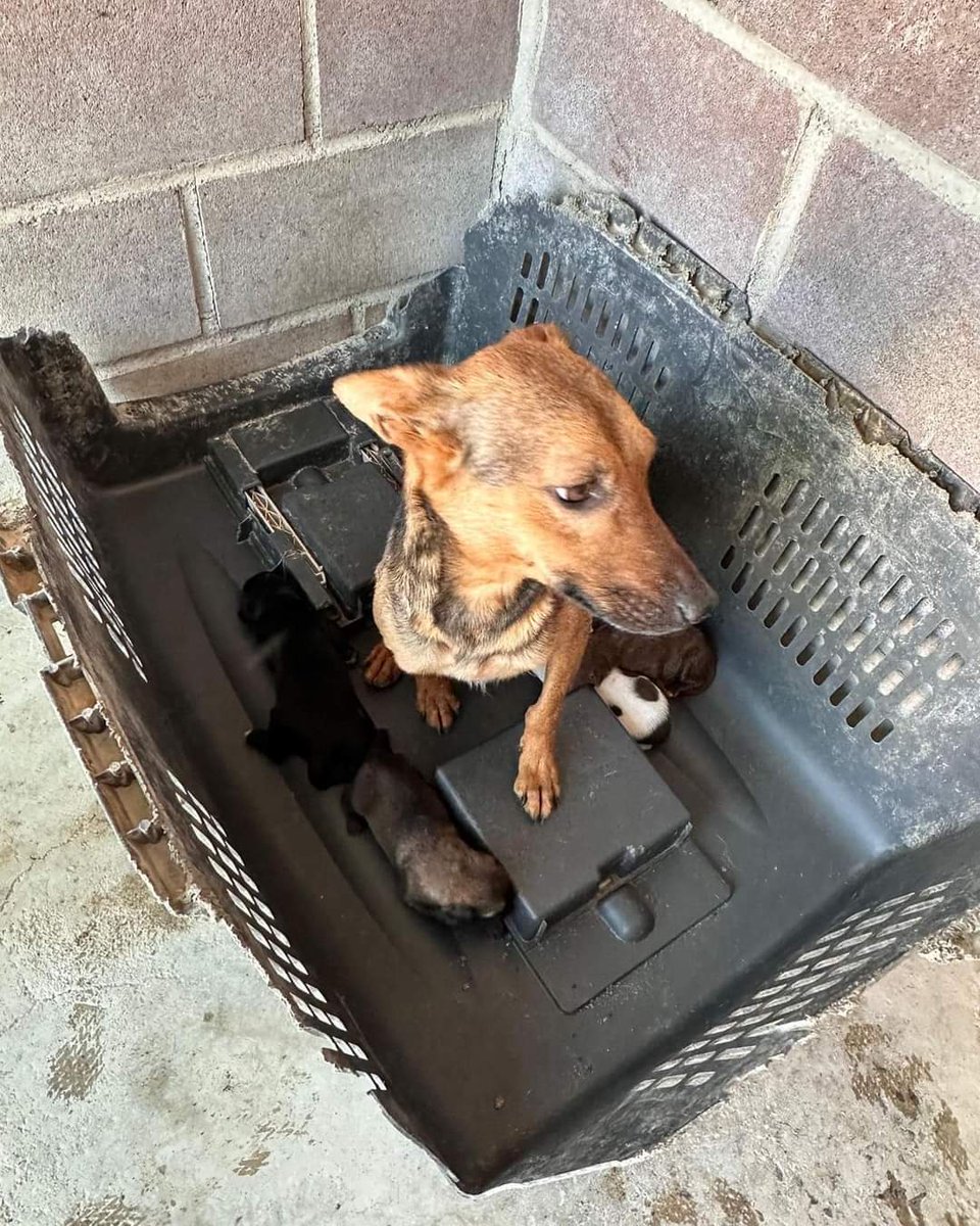 🆘🆘🆘🚨🚨URGENTE🚨🚨🆘🆘🆘
Necesitamos casa de acogida para esta mamá y sus cachorros, se encuentra en granada, podría viajar a barcelona si encontramos casa de acogida, sino morirán en la perrera 
Contacta al 607 863 107 CHARO