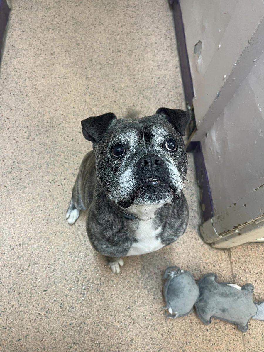 Please retweet to help Tyson find a RESCUE SPACE #BIRKENHEAD #LIVERPOOL 

This poor little dog has been waiting for most of a year in a council kennels.
Please give him a share so the right person sees him.

DETAILS or APPLY👇 fobk.org.uk/dogs/d2017103-…
 #dogs #Bulldogs #rescuedogs