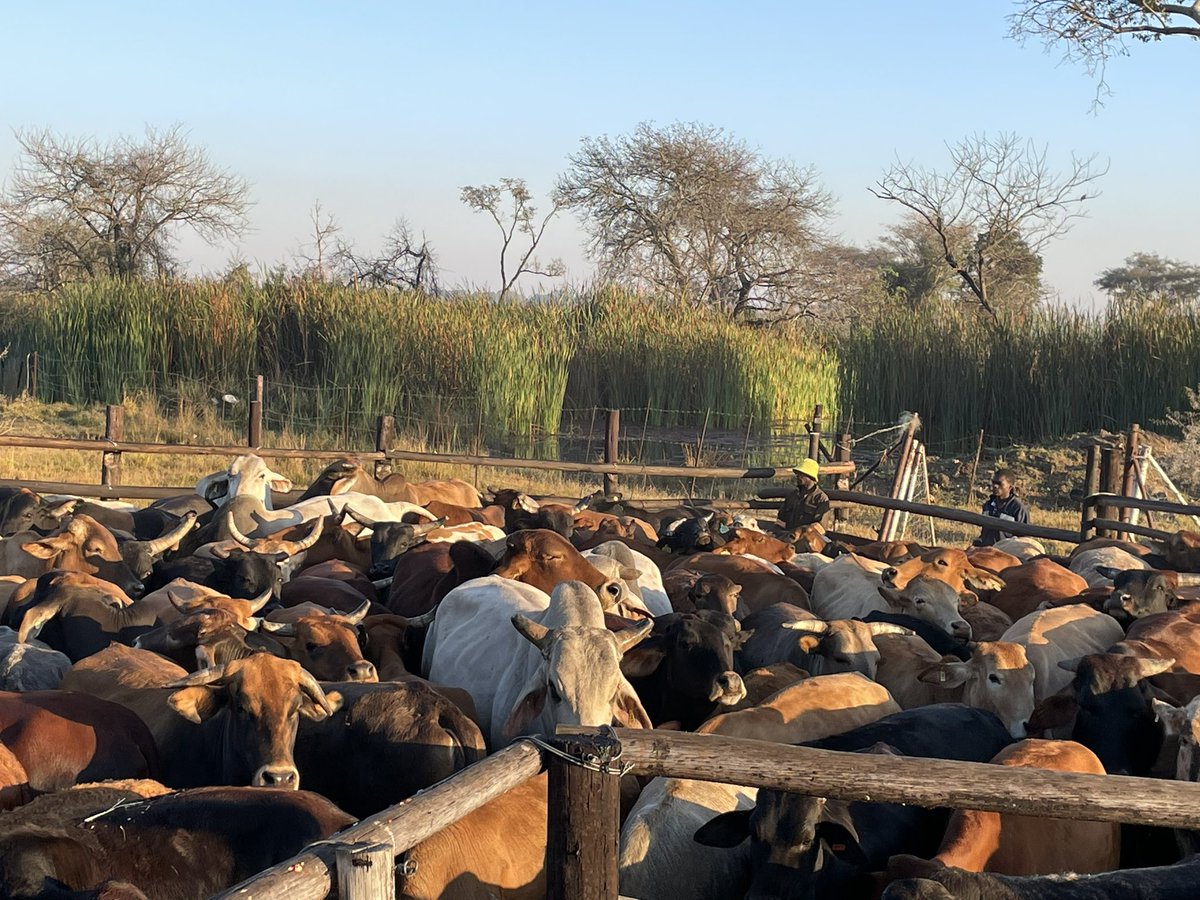 ScrubbsFarm tweet media