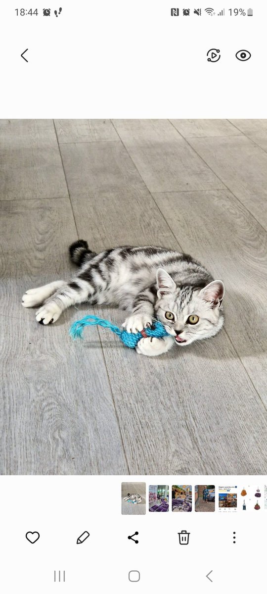 MaryAF's tweet photo. @SusanCalman #catoftheday nomination is our new kitten Aurora 💗 https://t.co/ESCp9PSN0b