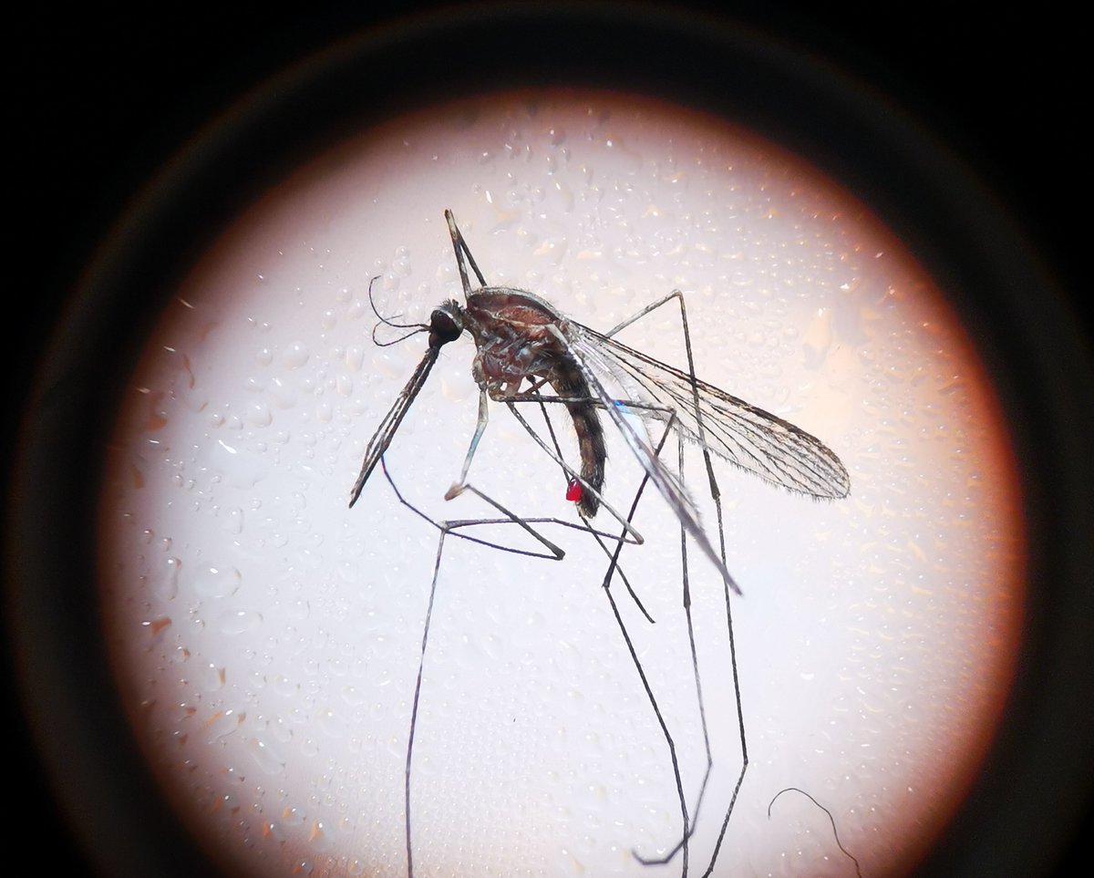 Rebecca Brown tweet media