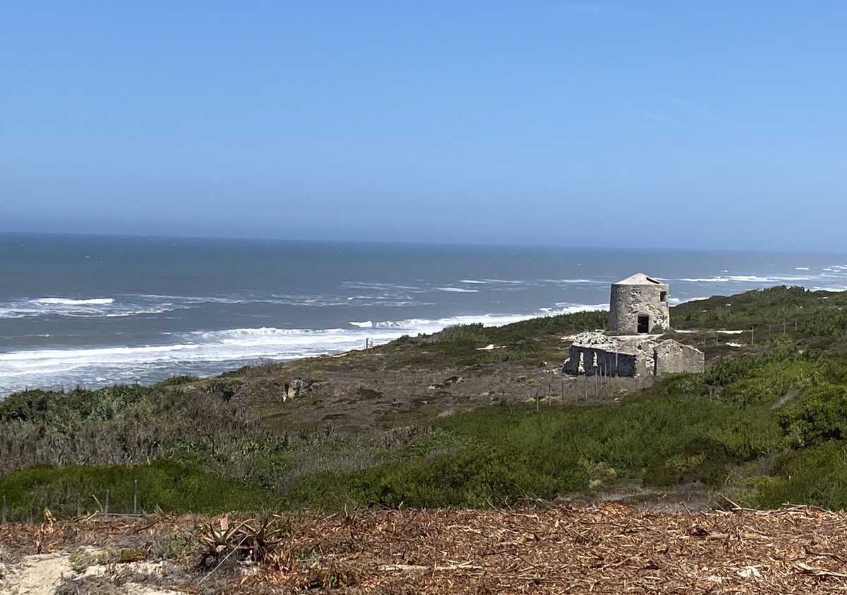 Diogo Noivo tweet media