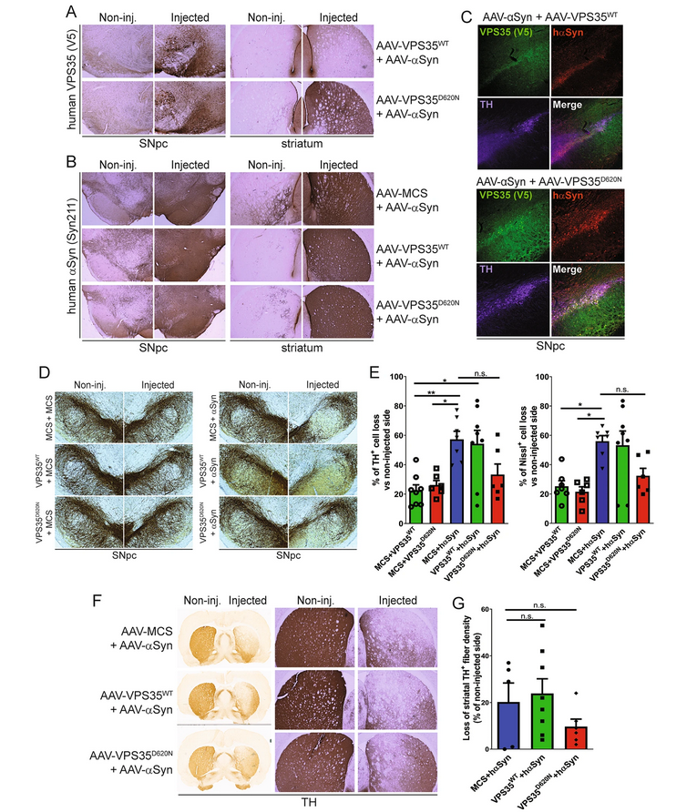 The Science of Parkinson's tweet media