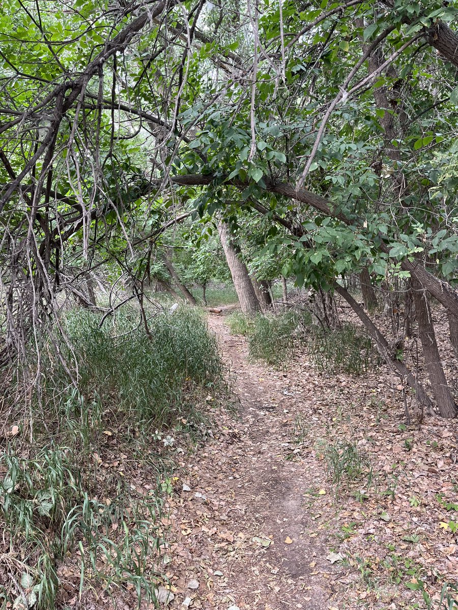 HatLawnBowler's tweet photo. North Riverside this morning. Ducks, a snake, log art. #medhat #southsaskatchewan #sharethetrailmh #ducks #snake #stpatrickschurch #logart https://t.co/TQKuTCLPej