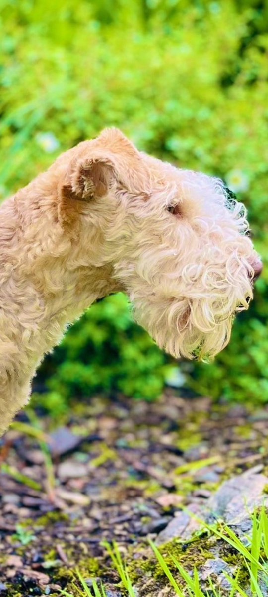 Zaden Zane tweet media