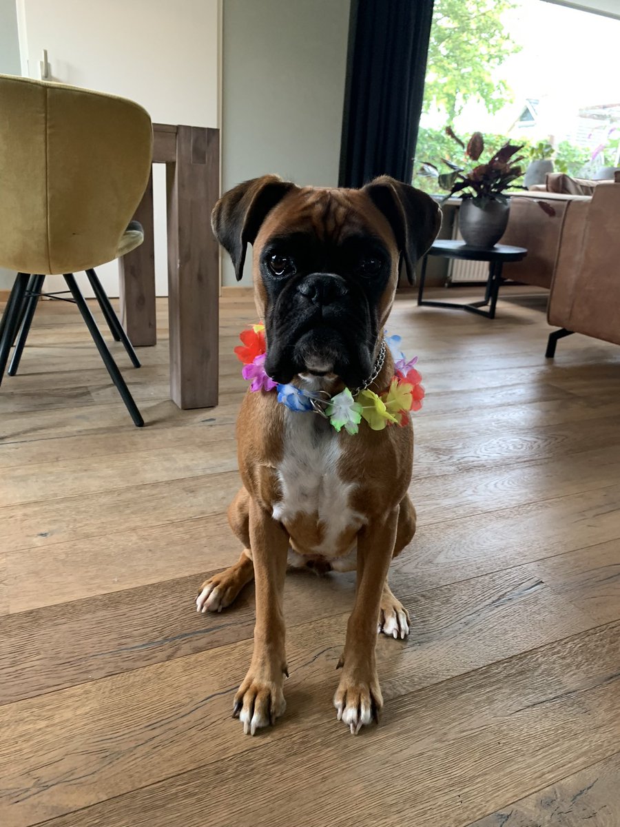 Marianne Schotanus tweet media