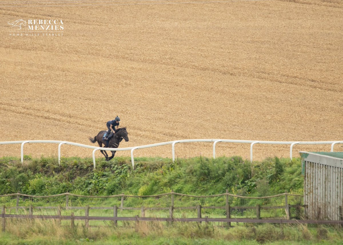 RebeccaEMenzies's tweet image. Running in fields of gold #gold #fieldsofgold #rebeccamenziesracing #teammenzies #stablelife #horse #racehorse #racehorsephotography #horsetraining #jockey #gallop #horselove #horserider #horseriding