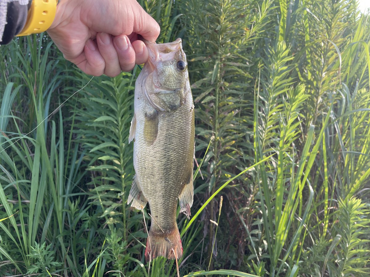 suicide999's tweet photo. .
#今日のブラック
#32cm
#ピーナッツ2
#ダイワ
#ブラックバス 🐟
#バスフィッシング 🎣
#新利根川
#アーニャピーナッツが好き https://t.co/Dy2Jw7oqGF