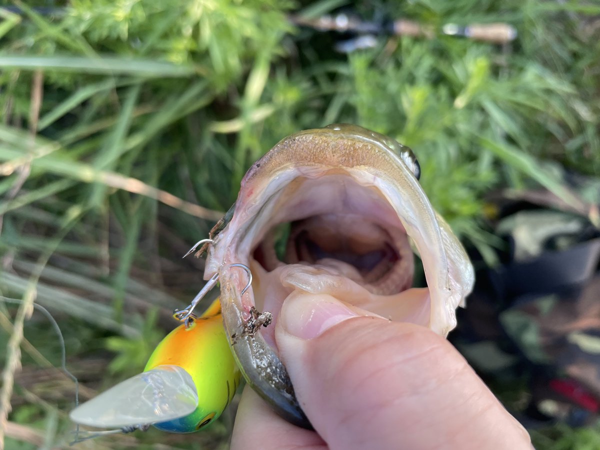 suicide999's tweet photo. .
#今日のブラック
#32cm
#ピーナッツ2
#ダイワ
#ブラックバス 🐟
#バスフィッシング 🎣
#新利根川
#アーニャピーナッツが好き https://t.co/Dy2Jw7oqGF