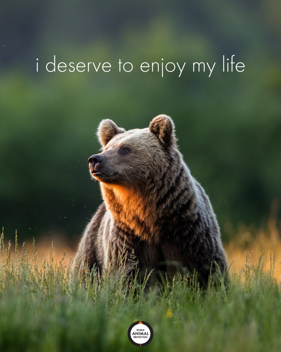 MoveTheWorldUS's tweet photo. We all deserve to enjoy life. 🐻🧡 https://t.co/iKs3FVkQov
