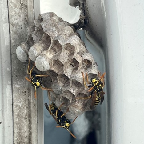 Here's a location you never want to find a #wasp nest: inside your vehicle's door jamb! 📷: Paul Funk, Operations Manager