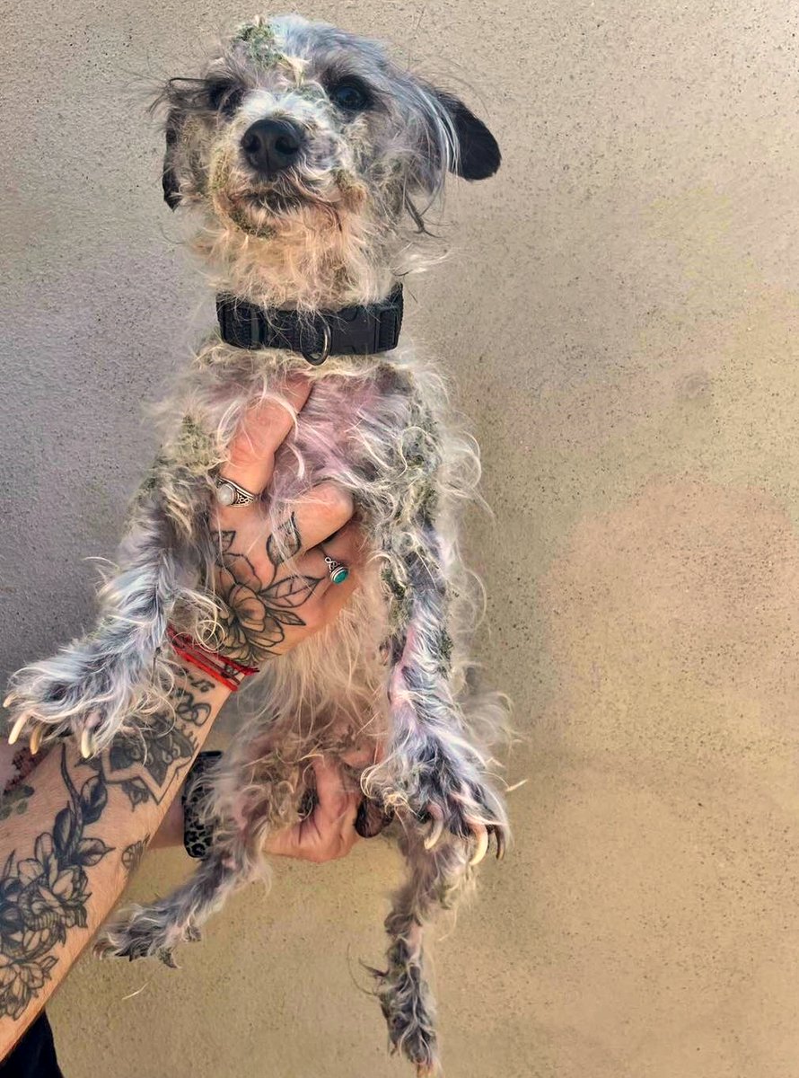 #VALENCIA
Hace más de un mes que llego #PIRATA, no se sabía si estaba perdido o había sido abandonado... Pero ha pasado el tiempo y nadie ha venido a buscarlo, tampoco nadie ha preguntado por él para adoptarlo 😓.

Pequeñito, sociable con perros y gatos.
Está deseando irse a un