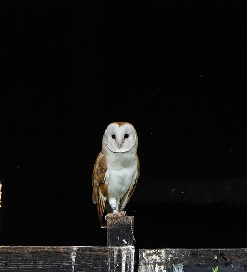 A fledgeling Barn Owl has just left the shed in front of the Dragonfly hide and is now venturing into the big, wide world at Sculthorpe Moor.