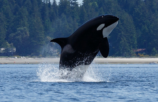 GlobalVegans's tweet photo. Petition Please Share &amp; Sign : Don't Let Orcas Be Dammed to Extinction - It's Time to Breach the Snake River Dams https://t.co/s96XAqossM #vegan #animal rights https://t.co/V93XaQj3zs