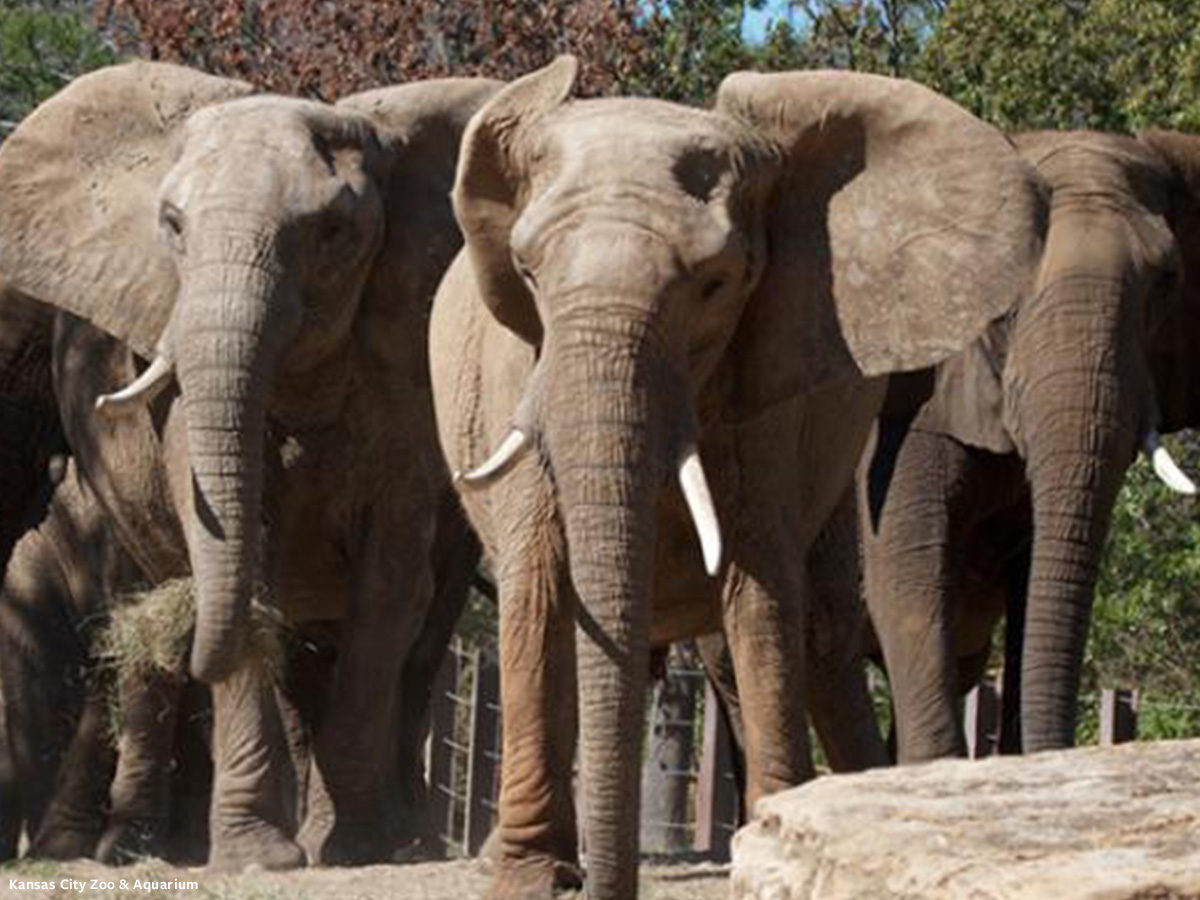 minpin78's tweet photo. 🐘🐘Enough Suffered! Please Sign: Tell the #KansasCityZoo to send its sparring, battered #Elephants to #Sanctuary. They deserve to live the rest of their lives in a safe, serene, and spacious environment. #CaptivityKills #CaptivityisCruel #TenWorstZoos https://t.co/y7d0pdW4o8 https://t.co/fharls8eHd