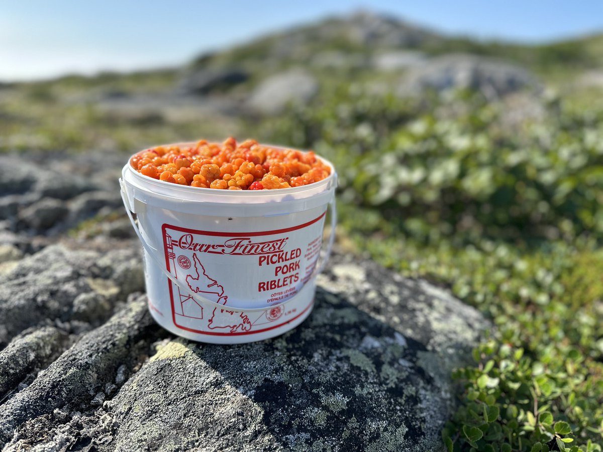 I work hard for these today.  We’ve been getting unseasonably warm conditions in these parts.  The berries spoil quickly and it makes getting them tougher too.