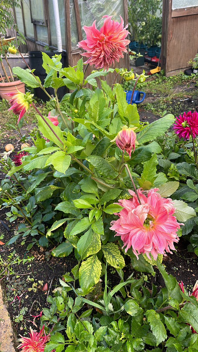 @JennyTPgrows @rosesukroses @loujnicholls @kgimson @valgardening @JaniceShipp @ChattyGardener @papaver @Pollieslilies @kenny_raybould My beautiful dahlias sadly a bit battered.