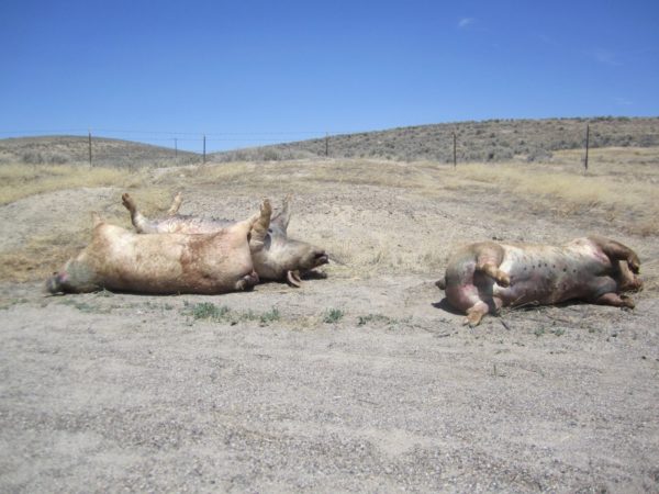 greennomad61's tweet photo. Nearly 726,000 pigs and 29,000 cows die in transport every year – just in the U.S. 

As temps increase so will the deaths.
It never makes the news.
#AnimalExport

Animals that die along the way are tossed - 
🚫 #TwentyEightHourLaw 

No food /water for days in blistering heat 🚚🚢 https://t.co/6rzuHY0284