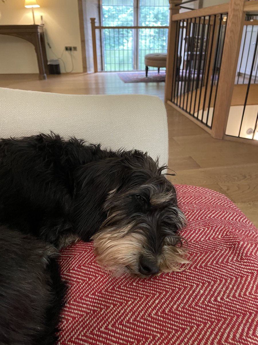 HalePrepSchool's tweet photo. Sausage Dogs on Holidays:
I had a great time today. Mud, forests and smells to die for. All ruined by the bath. Being floofy is NOT nice. Love Miss B ❤️🐾 https://t.co/gZJ2UMOtME