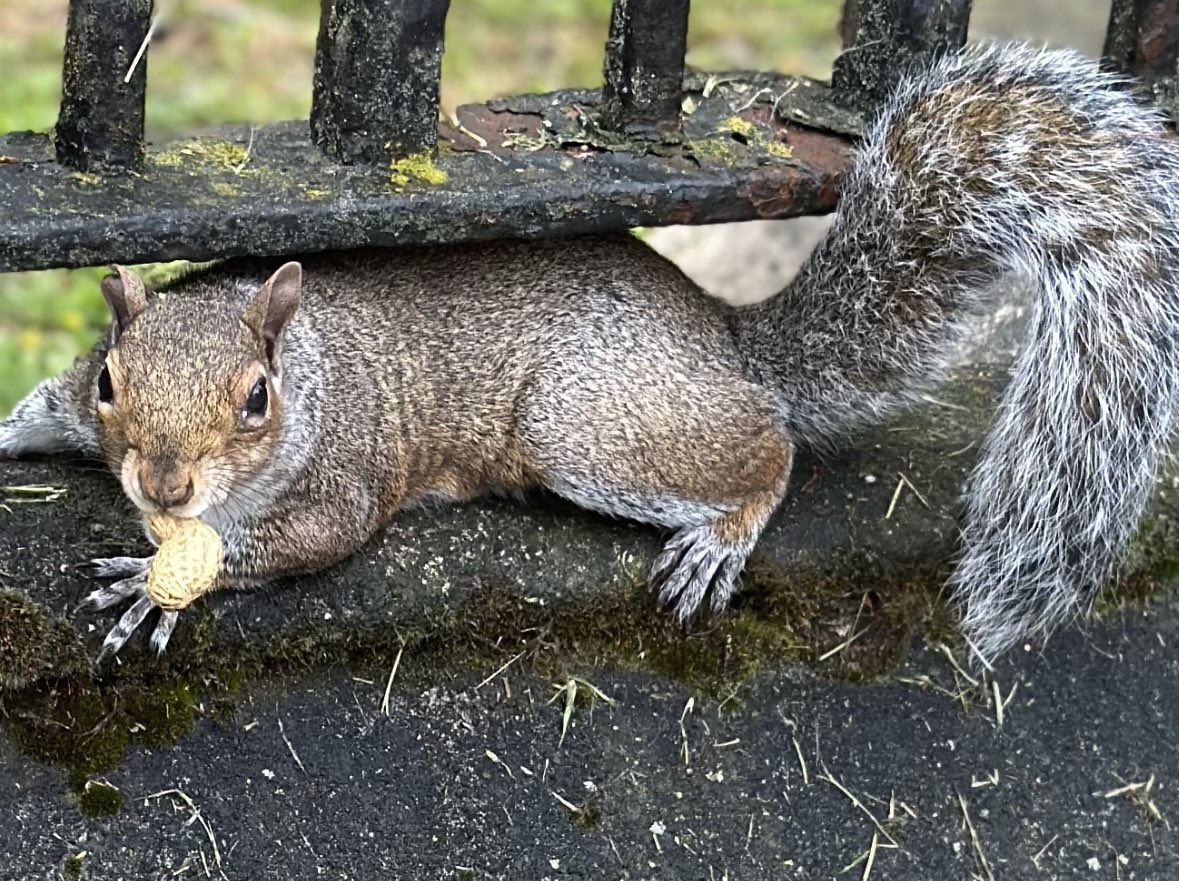 #squirrel #nature #squirrels #squirrelsofinstagram #wildlife #eichh #animals #squirrellove #squirrellife #naturephotography #rnchen #wildlifephotography #nuts #animal #photography #redsquirrel #squirrelwatching #cute #about #squirrelsofig #squirrelphotography #animalphotography