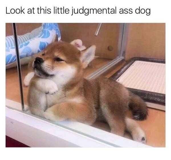 WholesomeMeme's tweet photo. https://t.co/y7kTJw3S5e