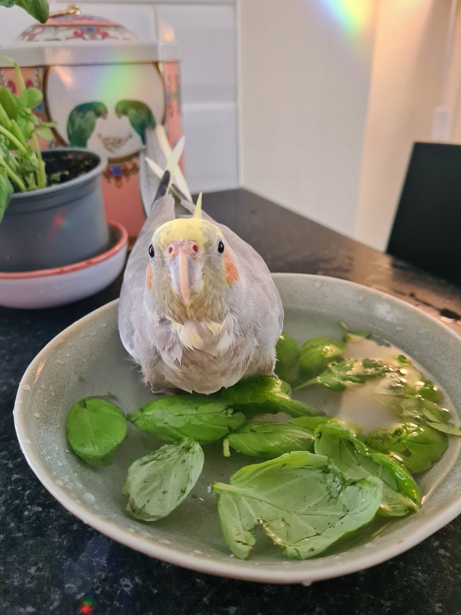 LadySakuraDoll's tweet photo. Freya enjoying her herbal bath😅🤭
#bird #birb #parrot #pet #cockateil https://t.co/yxh7txhfCa