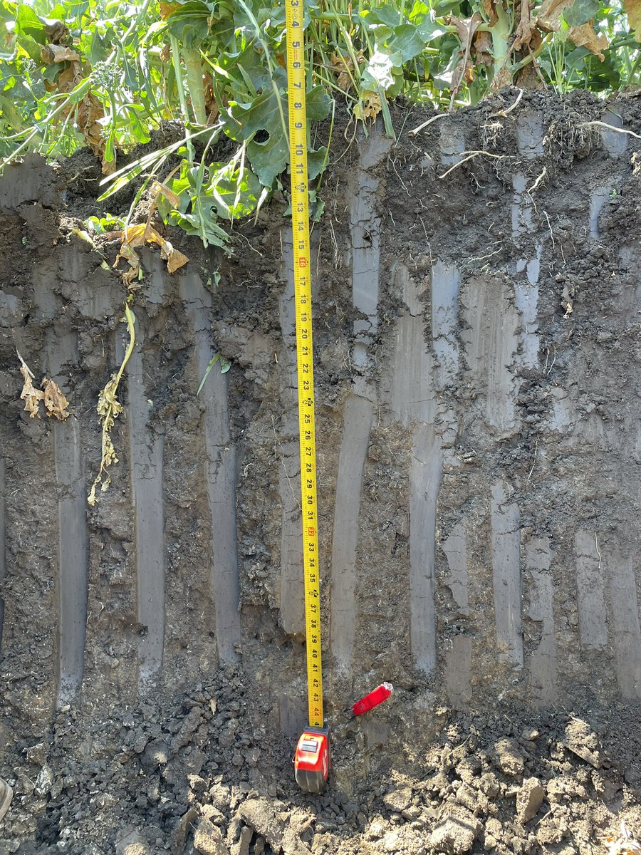 RootedInBetter's tweet image. Roots are tillage.  Image from our Regenerative Healthy Soils grant just now.  We’re finding roots well below the depth we “rip” the soil to.  Last deep tillage was about a year ago.  No hard pan yet!
