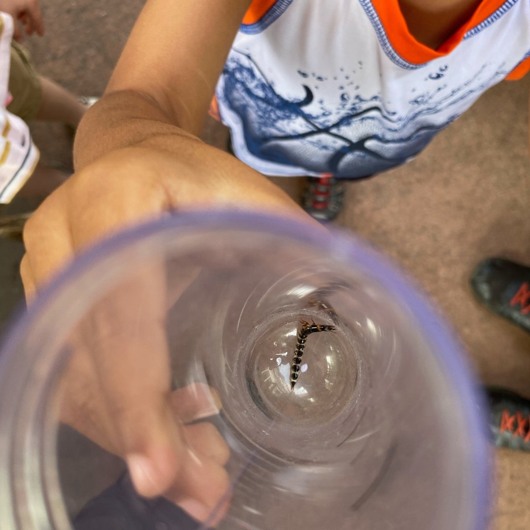 Growing Chefs! ON tweet media