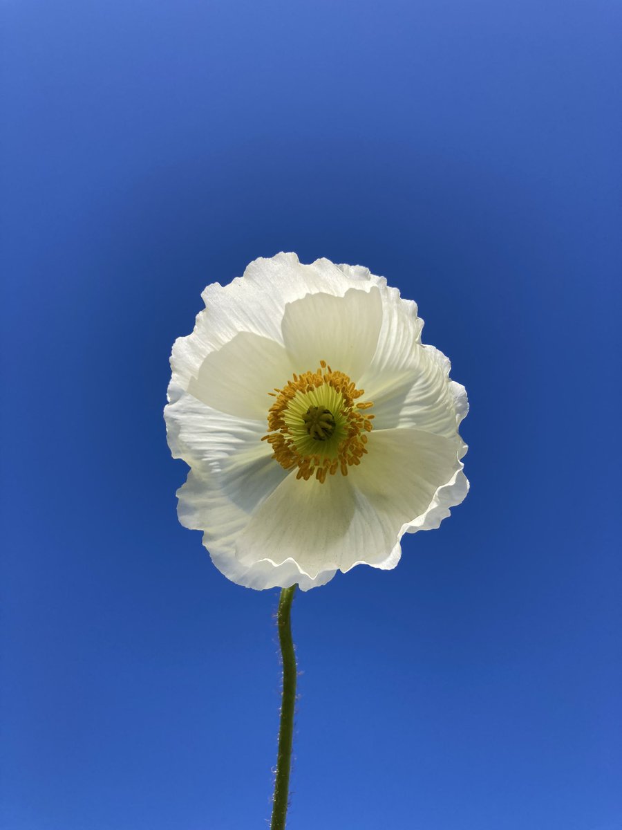 Celeste Sterling tweet media