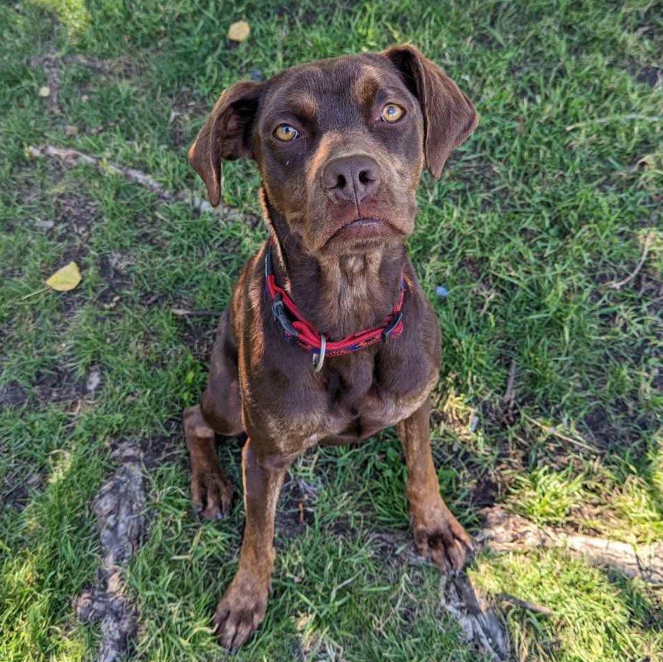 FMSPCA's tweet photo. Breed: Lab Cross
Gender: Female
Age: 3 Years

Meet lovable Liz! This lady loves people and other animals. She will require continued training with an active family. https://t.co/U1J7Sbw2Pg