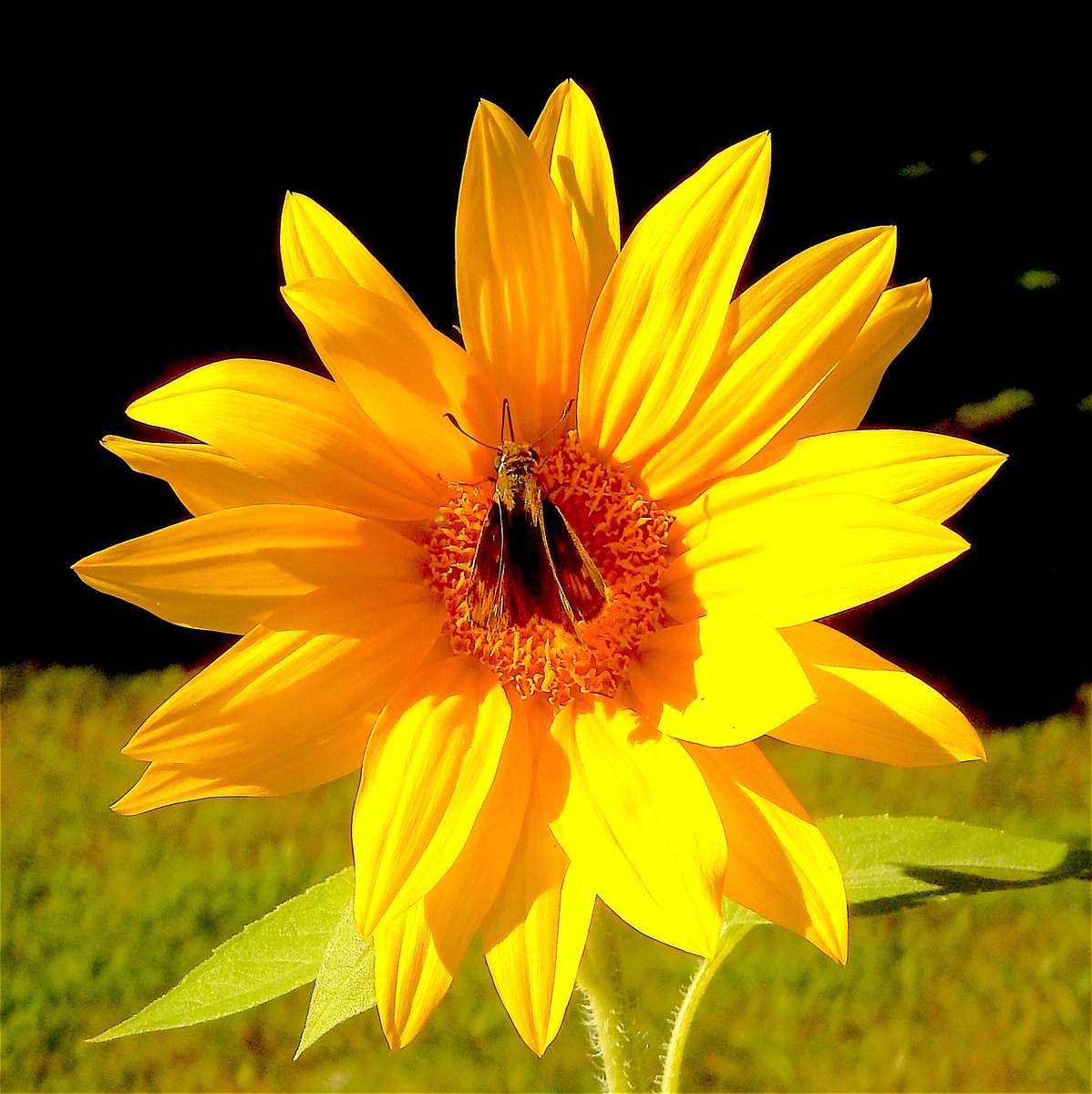 #SunflowerDay #flowers