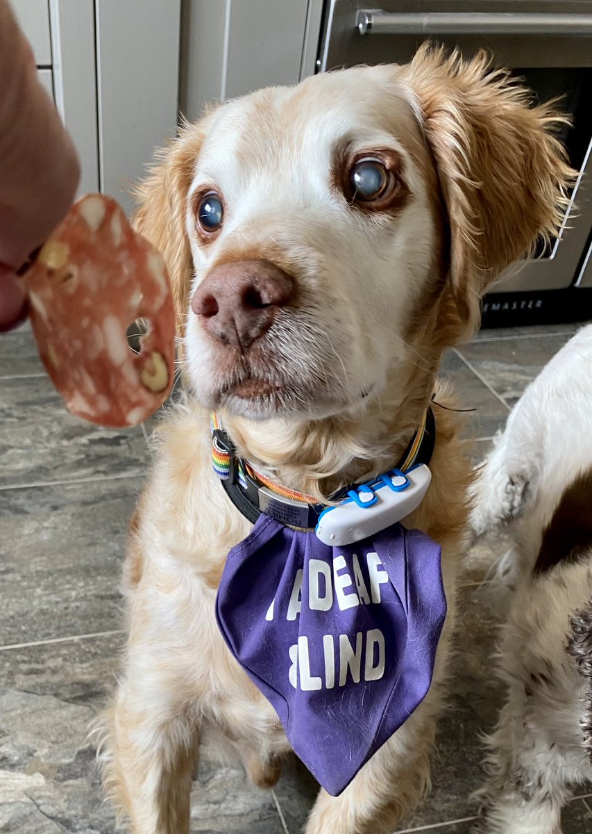 SpanielsSuper's tweet image. Whatcha got mum? It smells lovely!
Mmmmmm is that Ronnie’s favourite salami?
It is!
His all time favourite ❤️ 
#OpenWide 
#TheLookOfLove
#FormAnOrderlyQueue 
#DogsOfTwitter 
#DogsOfX