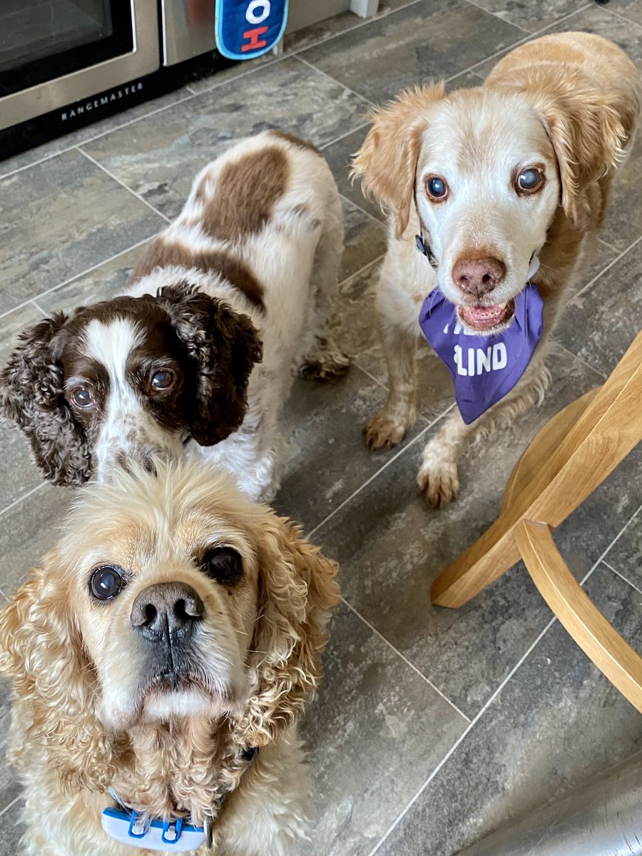 SpanielsSuper's tweet image. Whatcha got mum? It smells lovely!
Mmmmmm is that Ronnie’s favourite salami?
It is!
His all time favourite ❤️ 
#OpenWide 
#TheLookOfLove
#FormAnOrderlyQueue 
#DogsOfTwitter 
#DogsOfX