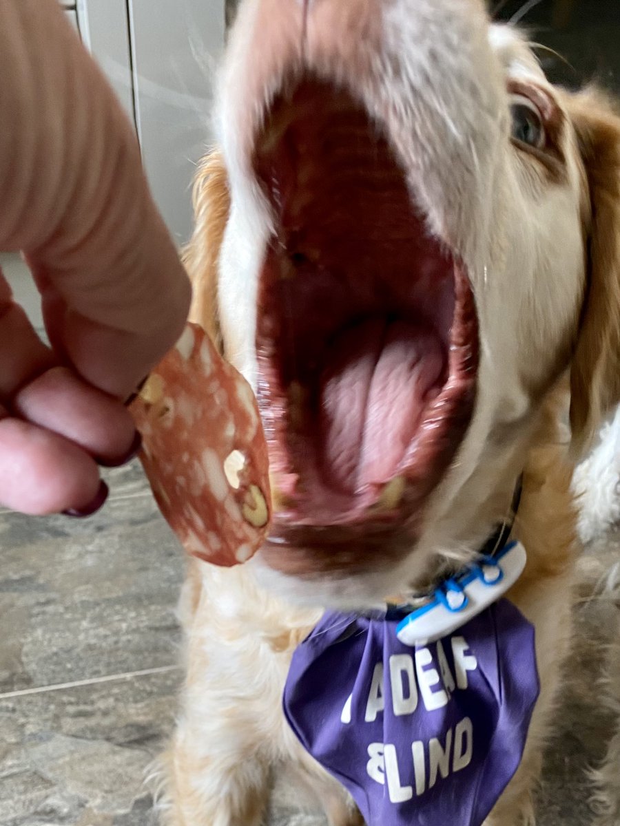SpanielsSuper's tweet image. Whatcha got mum? It smells lovely!
Mmmmmm is that Ronnie’s favourite salami?
It is!
His all time favourite ❤️ 
#OpenWide 
#TheLookOfLove
#FormAnOrderlyQueue 
#DogsOfTwitter 
#DogsOfX