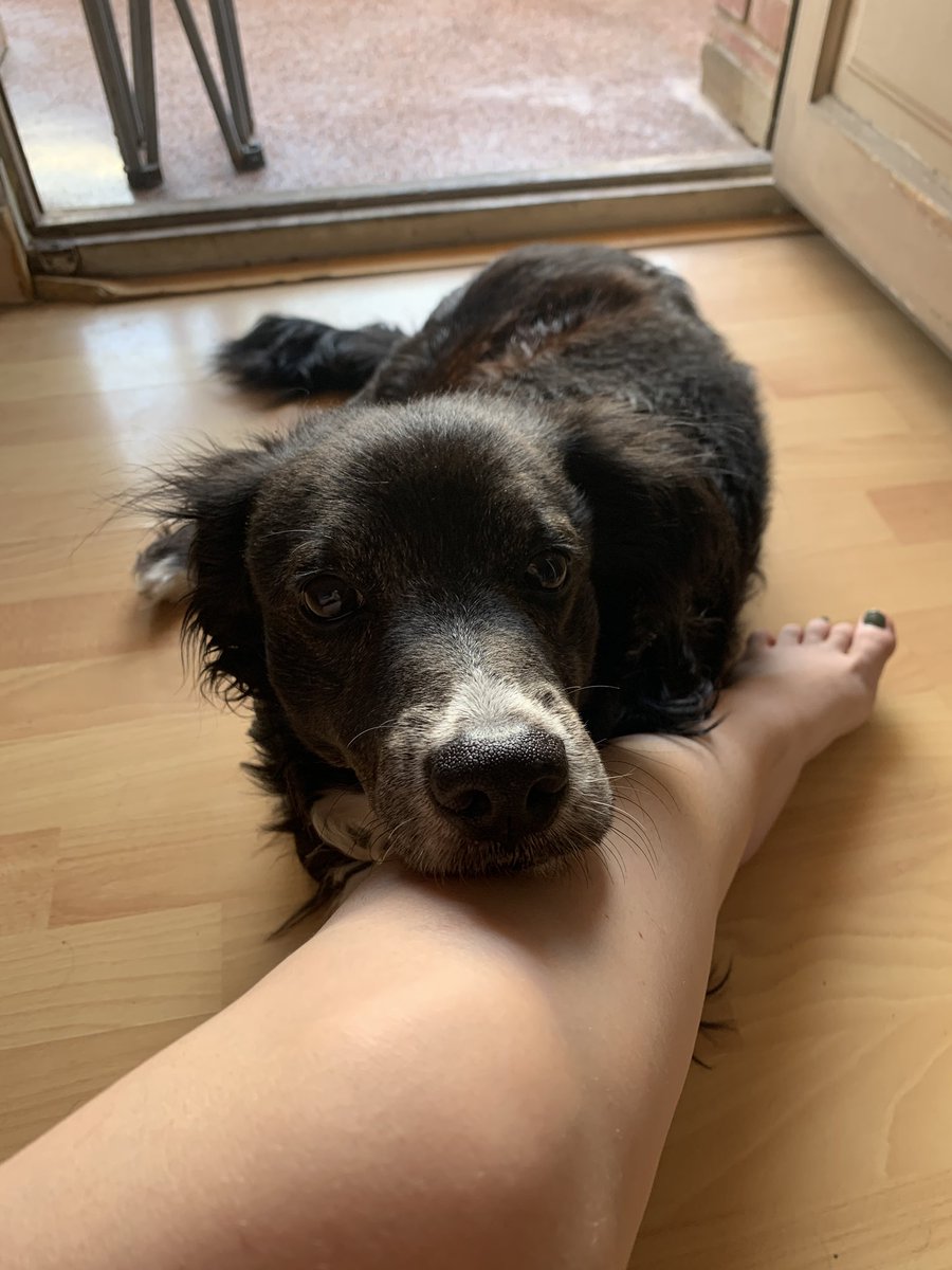 esthres_'s tweet photo. ⚠️chicas se ha perdido Bécquer por chimeneas por favor si alguien lo ve que me llame es muy dócil y lleva una herida bastante grande en el lomo⚠️ https://t.co/YB30cZgEqK
