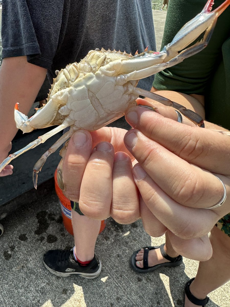 NCastaldoAuthor's tweet photo. My day today. Love my job 💚
#HudsonRiverFishCount #IllustratorAtWork https://t.co/lpyNFhTy21