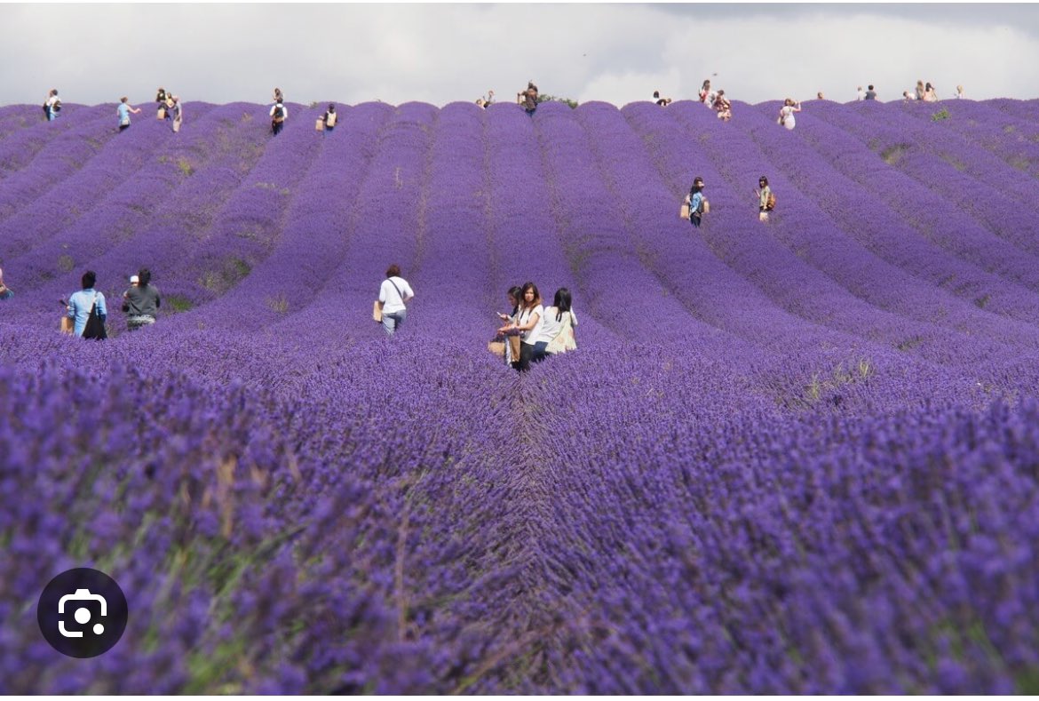 A beautiful day spent at Hitchin Lavender - walking and taking in the fresh beautiful country air. #BHactive