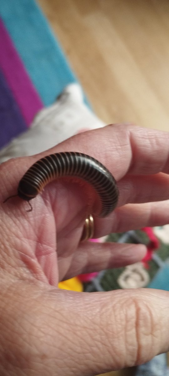Apple_Jaxs36's tweet image. Billie  Pede is big. And the Olives are growing with the Spring Tails #invertibrates #millipedes