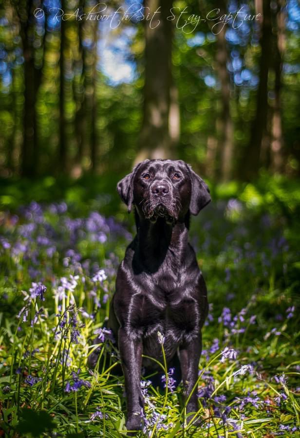 labradorableco's tweet photo. Somebody say cheese… https://t.co/eWNjLFNV42