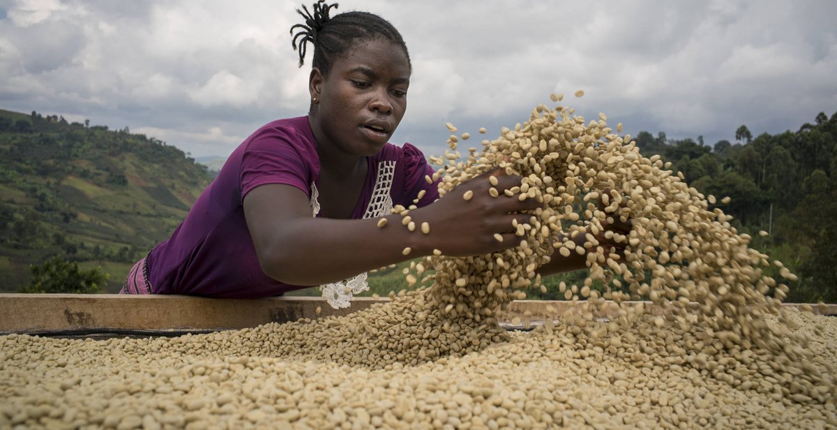 MrBasabose's tweet photo. The Delightful Taste Of #Congo #Coffee Beans Makes Them Worth The Effort To Find.
#KafeKongo @KafeKongo.
Wealth we still haven't totally capitalized on.
https://t.co/No8jWBF17g https://t.co/TlAttndM2w