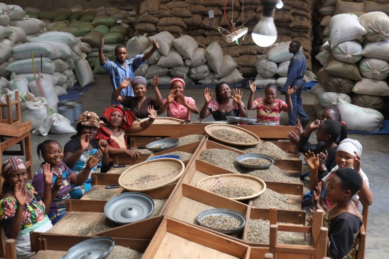 MrBasabose's tweet photo. The Delightful Taste Of #Congo #Coffee Beans Makes Them Worth The Effort To Find.
#KafeKongo @KafeKongo.
Wealth we still haven't totally capitalized on.
https://t.co/No8jWBF17g https://t.co/TlAttndM2w