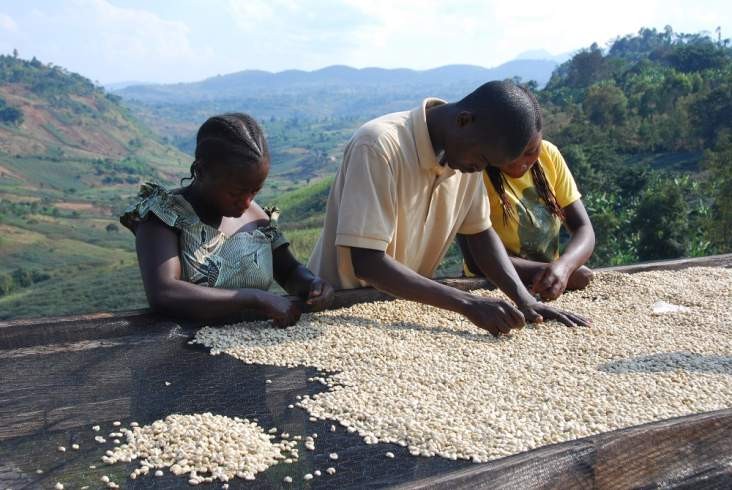 MrBasabose's tweet photo. The Delightful Taste Of #Congo #Coffee Beans Makes Them Worth The Effort To Find.
#KafeKongo @KafeKongo.
Wealth we still haven't totally capitalized on.
https://t.co/No8jWBF17g https://t.co/TlAttndM2w