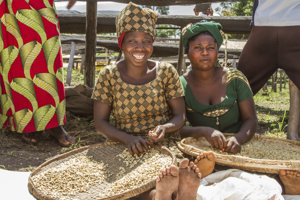 MrBasabose's tweet photo. The Delightful Taste Of #Congo #Coffee Beans Makes Them Worth The Effort To Find.
#KafeKongo @KafeKongo.
Wealth we still haven't totally capitalized on.
https://t.co/No8jWBF17g https://t.co/TlAttndM2w