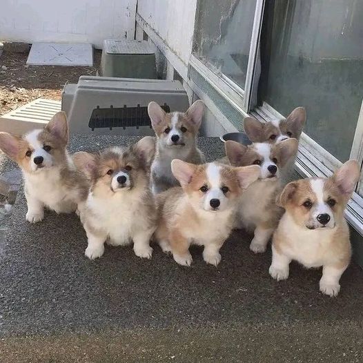 Fluffy corgi are so precious 
#corgi #corgilover #corgilovers #dogsoftwitter