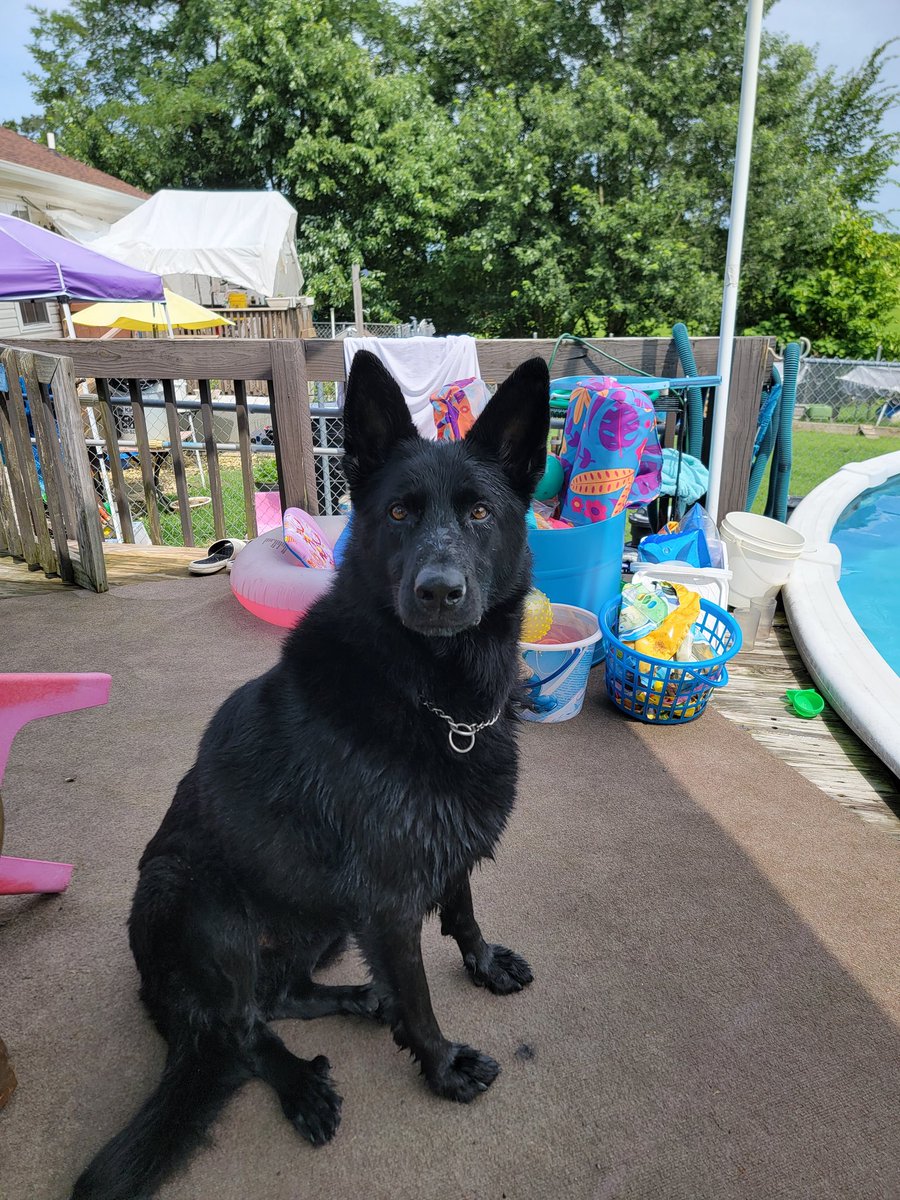 Someone went for a dip in the pool today. #BlackGermanShepherd