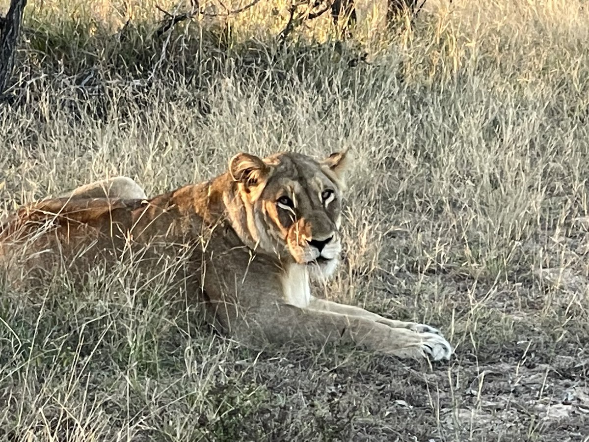 We are a few days in to our #studyabroad in South Africa! Staying at #southernafricanwildlifecollege and seeing amazing wildlife. Also learning the challenges of wildlife conservation and management here. Looking forward to the next 2 weeks with our 12 @michiganstateu students!