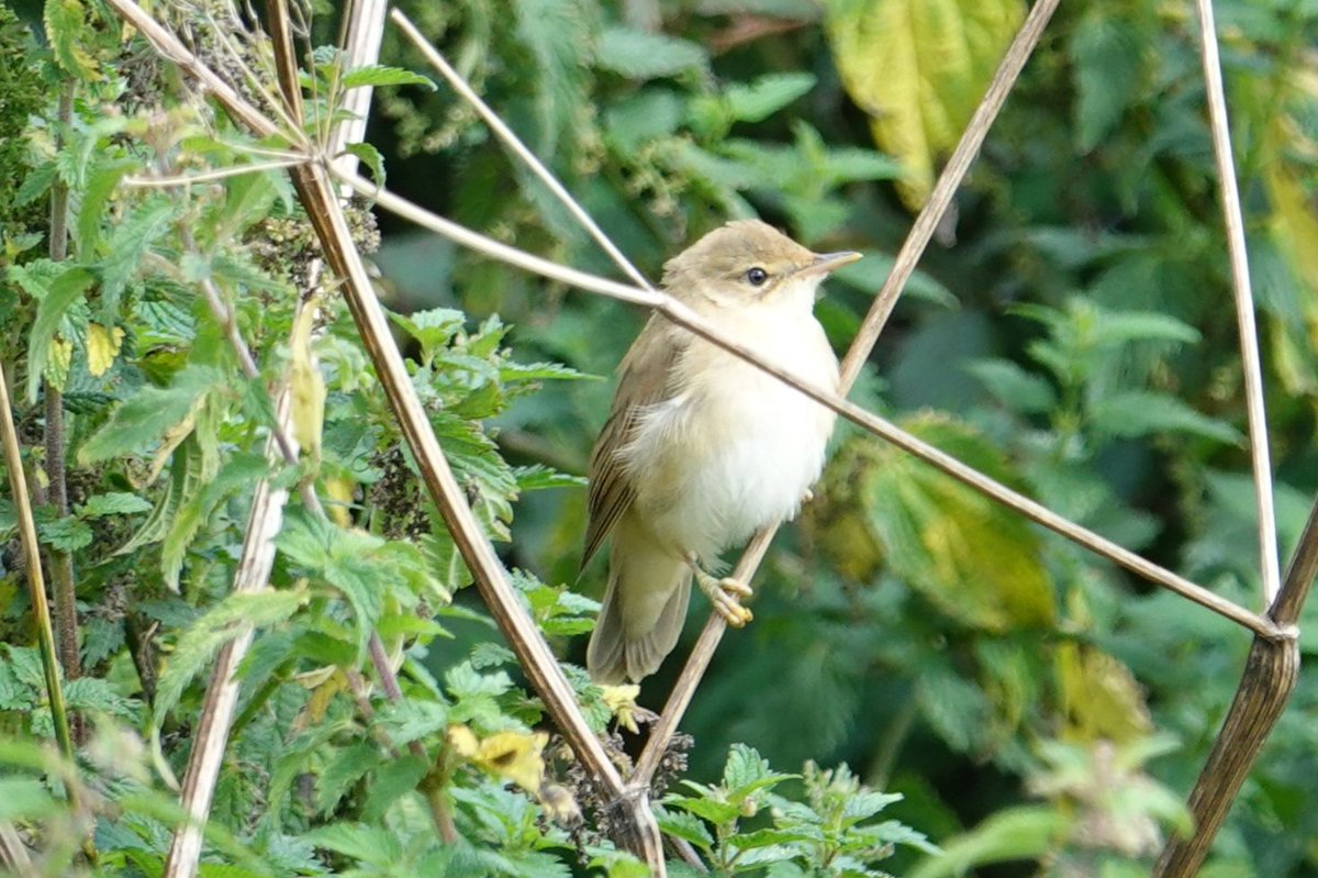 #bushwarbler #warbler #rietzanger #bird #birdphotography #birdwatching #sony #sonyrx10iv #wildbirds #wildbirdphotography #wildlife #wildlifephotography #nature #NaturePhotography #PhotoChallenge2023August #photoeveryday #wildbirdphotography #wildlife #fotografia #fotodeldia