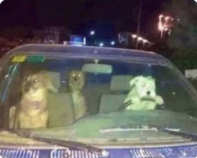Cursed (@cursedvideos) on Twitter photo 